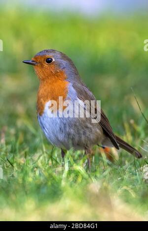 Robin européen (erithacus rubecula), perché dans un pré, Allemagne, Bavière Banque D'Images