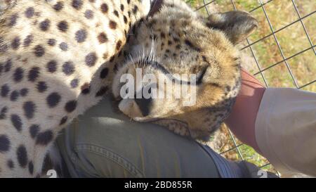 cheetah (Acinonyx jubatus), portrait, dormant sur le genou d'un gardien à une station de reproduction, Afrique du Sud Banque D'Images