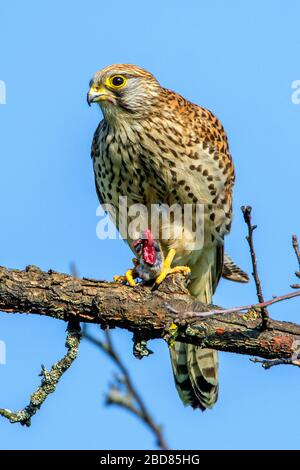 Kestrel européen, Kestrel eurasien, Kestrel ancien monde, Kestrel commun (Falco tinnunculus), perches féminines sur l'élevage, Allemagne, Bavière Banque D'Images