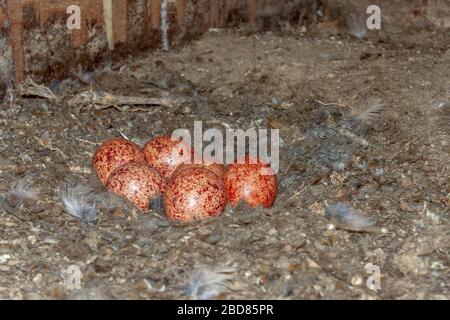 Kestrel européen, Kestrel eurasien, Kestrel ancien monde, Kestrel commun (Falco tinnunculus), œufs dans une boîte de nidification, Allemagne, Bavière Banque D'Images