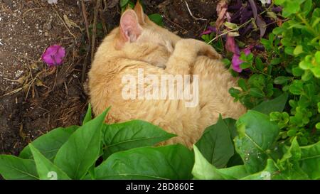 Chat domestique, chat de maison (Felis siländ F. catus), dormant roulé sur le sol dans le jardin, Allemagne Banque D'Images