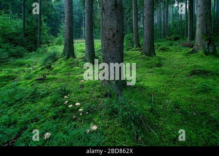 Épinette rouge (Picea rubens), forêt naturelle d'épinettes avec plancher couvert de mousse et champignons, Allemagne, Bavière, Ammergauer Alpen Banque D'Images