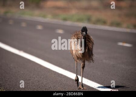 L'UEM marche le long de la route. Pris près de Hay, dans l'arrière-pays de Nouvelle-Galles du Sud, Australie Banque D'Images