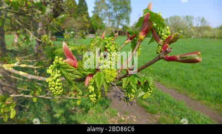 Érable sycamore, grand érable (Acer pseudoplatanus), branche avec bourgeons de fleurs et bourgeons de feuilles, Allemagne Banque D'Images