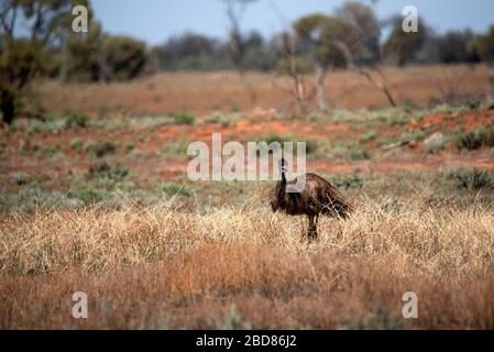 L'UEM dans l'Outback australien Banque D'Images