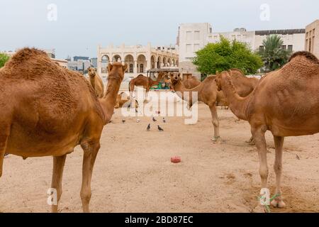 Chameaux. Scènes de Doha, Qatar. Banque D'Images