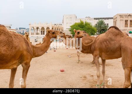 Chameaux. Scènes de Doha, Qatar. Banque D'Images