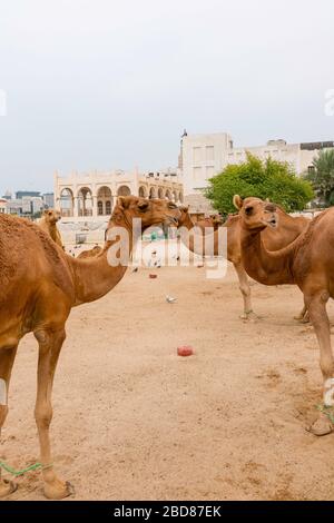 Chameaux. Scènes de Doha, Qatar. Banque D'Images