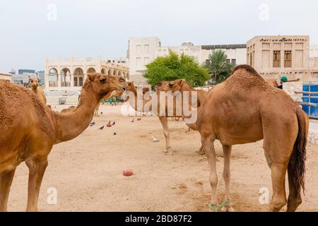 Chameaux. Scènes de Doha, Qatar. Banque D'Images