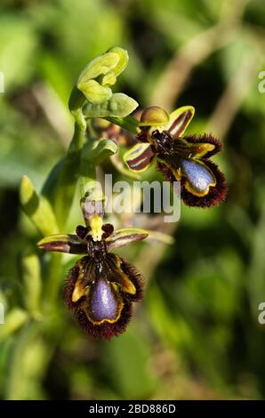 Deux fleurs d'Orchid d'abeille miroir sauvage (Ophrys spéculum) sur un vert foncé hors du foyer fond naturel. Parc naturel d'Arrabida, Portugal. Banque D'Images