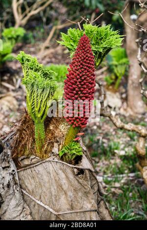 Gunnera tinctoria, la rhubarbe géante ou la rhubarbe chilienne, originaire du sud du Chili et de l'Argentine, dans le jardin RHS, Wisley, Surrey, au printemps Banque D'Images