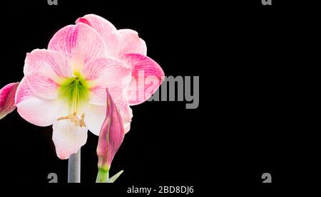 Fleurs de printemps d'une fleur d'Amaryllis rose isolée sur fond noir Banque D'Images