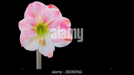 Fleurs de printemps d'une fleur d'Amaryllis rose isolée sur fond noir Banque D'Images