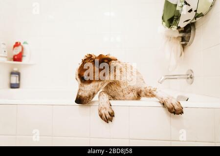 un chiot sale et mouillé essaie de sortir de la baignoire pendant le bain Banque D'Images