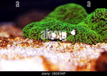 Crevettes anemone à pois blancs - (Periglimenes brevicarpalis) Banque D'Images