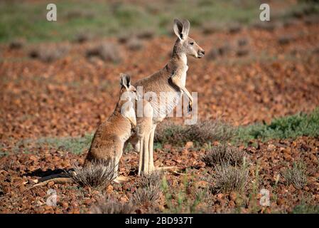 Mère Kangaroo avec Joey dans le parc national de Sturt Banque D'Images