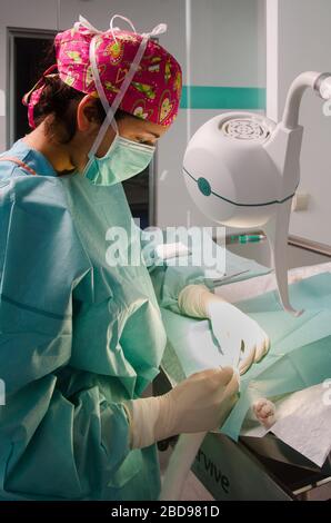 Médecin vétérinaire faisant la chirurgie pour Neuter un chat Banque D'Images