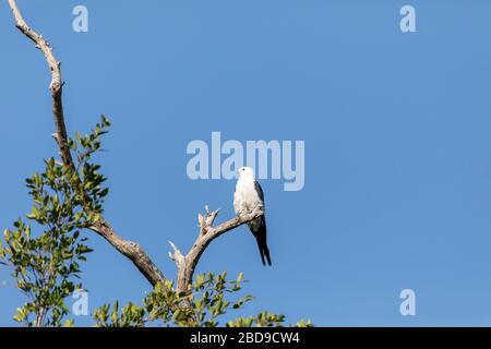 Cerf-volant mâle blanc et gris Elanoides forficatus perches sur un arbre mort à Sarasota, en Floride Banque D'Images