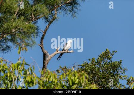 Cerf-volant mâle blanc et gris Elanoides forficatus perches sur un arbre mort à Sarasota, en Floride Banque D'Images