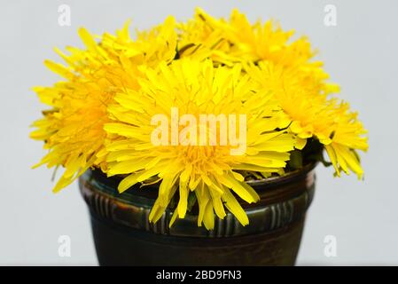 Petit bouquet de fleurs de pissenlit jaune vif dans une tasse à œufs Banque D'Images