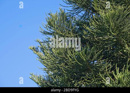 Section de pins de l'île Norfolk contre un ciel bleu. Banque D'Images
