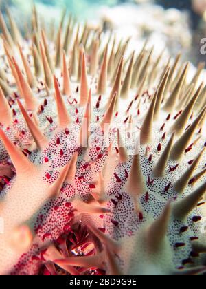 Macro Crown-of-Thorns-Sea-Star Banque D'Images