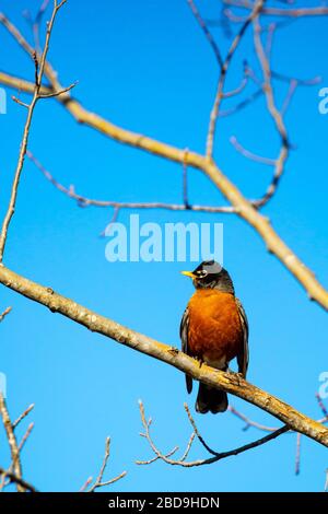 Américain Robin (Turdus migratorius) perçant sur une branche devant un ciel bleu au printemps, vertical Banque D'Images