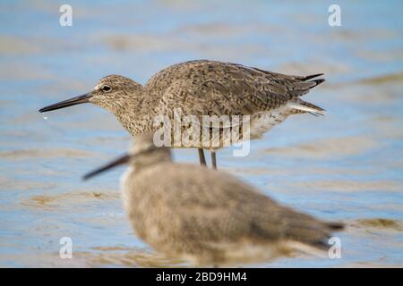 Willets se reposant. Banque D'Images