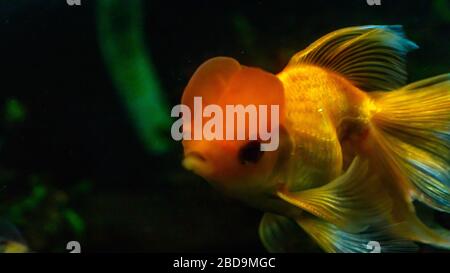 Magnifique poisson rouge dans le cadre de l'aquarium Banque D'Images