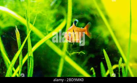 Poisson tétras à flamme rouge dans le réservoir planté Banque D'Images