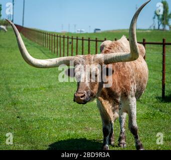 Bétail Longhorn sur pâturage au ranch Banque D'Images