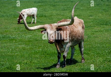 Bétail Longhorn sur pâturage au ranch Banque D'Images