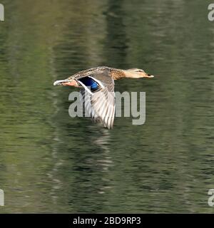 Canard colvert femelle en vol Banque D'Images