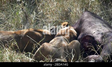 près de deux lions se nourrissant sur un buffle tuer dans le parc national du serengeti Banque D'Images