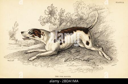 Chien de renard, Canis lupus familiaris. Gravure en acier de couleur à la main par William Lizars à partir d'un dessin de James Stewart du volume du Colonel Charles Hamilton Smith sur les chiens de la Bibliothèque Naturaliste de Sir William Jardine : Mammalia, W. H. Lizars, Édimbourg, 1840. Banque D'Images