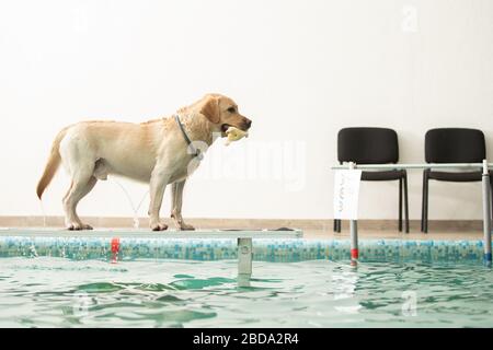 Le chien se tient et saute avec un jouet dans la piscine Banque D'Images