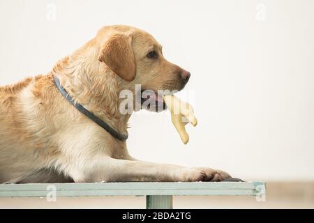 Le chien se tient et saute avec un jouet dans la piscine Banque D'Images