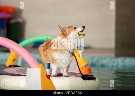 Le chien se tient et saute avec un jouet dans la piscine Banque D'Images