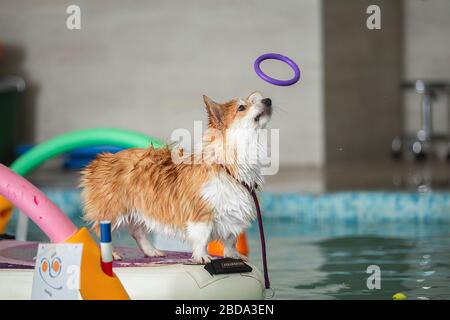 Le chien se tient et saute avec un jouet dans la piscine Banque D'Images