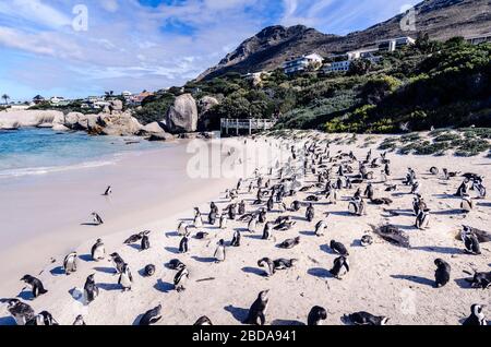 Pingouins africains ( Spheniscus demersus ) Jackass penguin flightless oiseaux africains Boulders plage Simons Town Western Cape, Afrique du Sud Banque D'Images