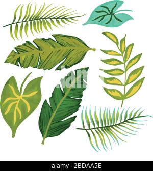 Jungle tropicale laisse l'illustration vectorielle. Ensemble de plantes tropicales exotiques dessinées à la main Illustration de Vecteur