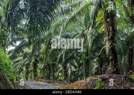 Plantation commerciale de palmiers à huile (Elaeis guineensis), Sabah, Bornéo, Malaisie Banque D'Images