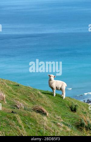 Moutons et agneaux sur une colline au-dessus de l'océan Pacifique, Glenburn, Wairarapa, Nouvelle-Zélande Banque D'Images