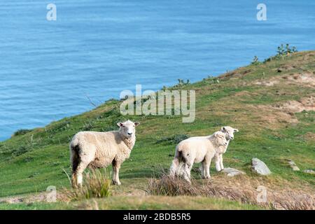 Moutons et agneaux sur une colline au-dessus de l'océan Pacifique, Glenburn, Wairarapa, Nouvelle-Zélande Banque D'Images