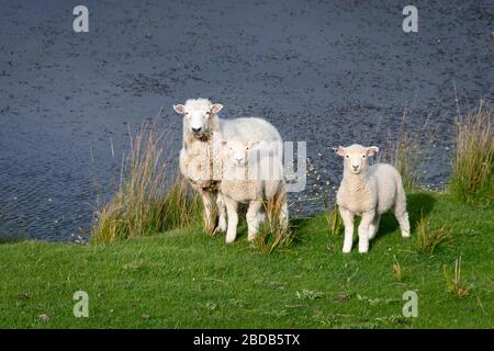 Moutons et agneaux sur une colline au-dessus de l'océan Pacifique, Glenburn, Wairarapa, Nouvelle-Zélande Banque D'Images