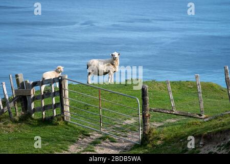 Moutons et agneaux sur une colline au-dessus de l'océan Pacifique, Glenburn, Wairarapa, Nouvelle-Zélande Banque D'Images