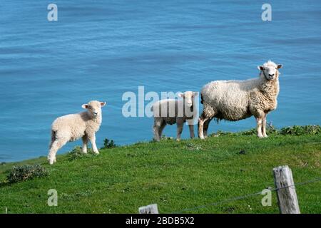 Moutons et agneaux sur une colline au-dessus de l'océan Pacifique, Glenburn, Wairarapa, Nouvelle-Zélande Banque D'Images