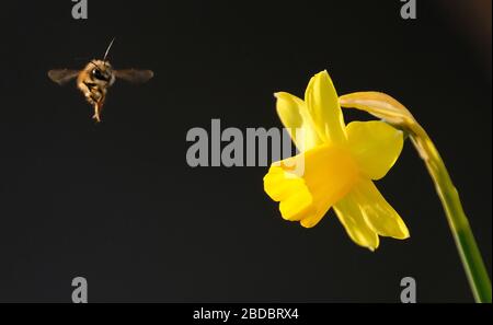 Hambourg, Allemagne. 7 avril 2020. Une abeille approche un jonquille jaune. Crédit: Marcus Brandt/dpa/Alay Live News Banque D'Images