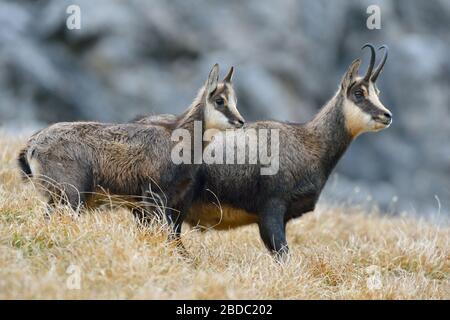 Chamois / Chamois alpin ( Rupicapra rupicapra ), femelle adulte avec jeune fraye en automne, Allgäu, Allemagne, faune. Banque D'Images