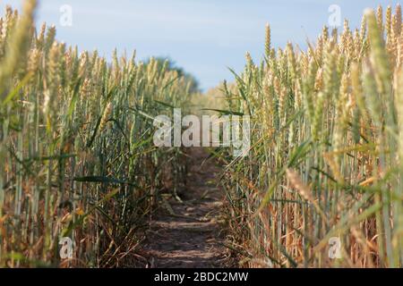 Sentiers dans un champ de blé mûr. Paysage d'été avec champ d'oreilles de blé doré et ciel bleu une journée ensoleillée. Fond naturel. Banque D'Images